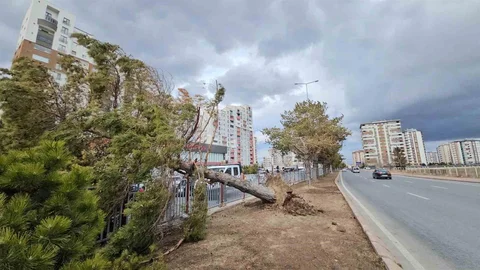 Kayseri'de Şiddetli Rüzgar Ağaçları Etkiliyor