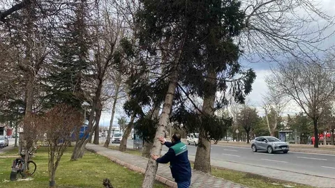 Kayseri'de Ağaç Temizliği Yapılıyor