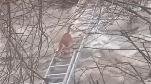 Turgutlu'da Mahsur Kalan Köpek Kurtarıldı