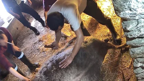 Aydın'da Sezaryen Ameliyatı Yapılan İnek Telef Oldu