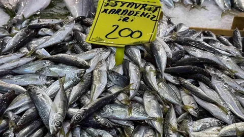 Kocaeli'de Balık Fiyatları Düşüşte