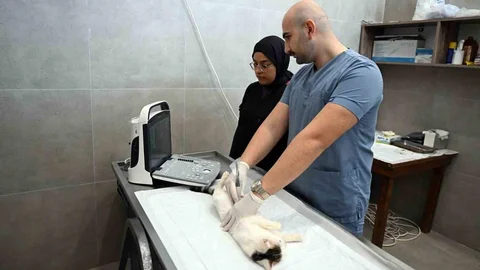 Mersin'de Sokak Kedilerine Yeni Merkez Açıldı