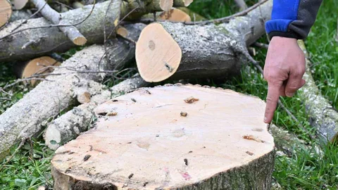 Gaziosmanpaşa'da Teke Böceği İle Mücadele Çalışmaları