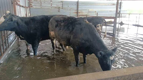 Aydın'da Hayvan Damları Su Altında Kaldı