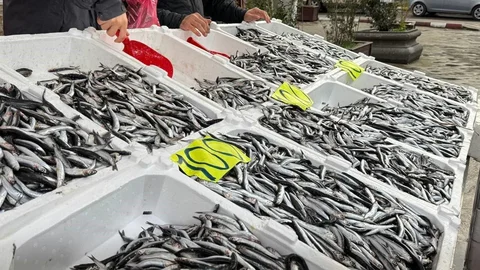 Zonguldak'ta Hamsi Fiyatları Düşürüldü