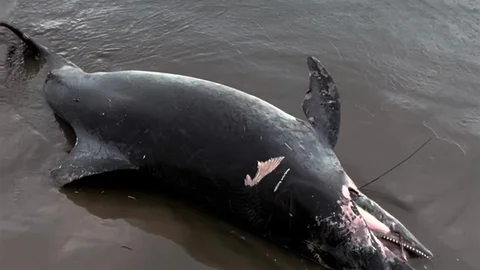 Adana'da Ölü Yunus Bulundu