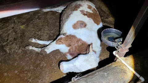 Adıyaman'da Elektrik Kaçağı Hayvanları Telef Etti