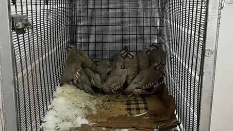 Van'da Kaçak Keklik Avına Cezası Kesildi