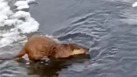 Su Samuru Buz Üzerinde Balık Yiyor