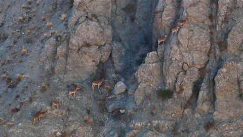 Yaban Keçileri Munzur Dağları'nda Görüntülendi
