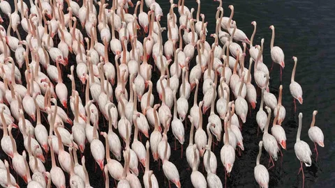 İzmit Körfezi'nde Flamingo Güzelliği