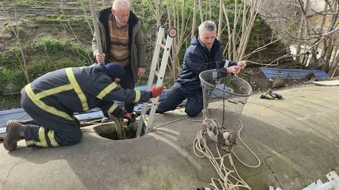 Edirne'de Yavru Köpek Kurtarıldı
