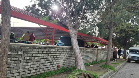 Aydın'da Rüzgar Ağaç Devrildi