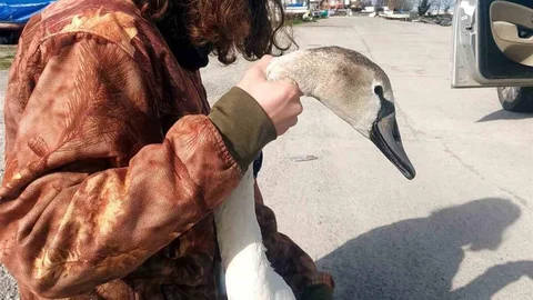Kastamonu'da Yaralı Kuğu Tedavi Ediliyor