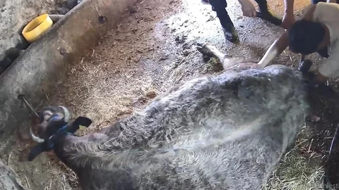 Aydın'da Sezaryen İle Doğum Yapan İnek Olayı