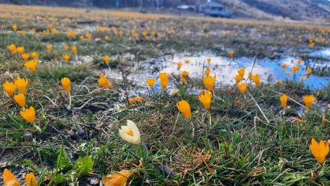 Konya Bartlı Yaylası'nda Çiğdem Şöleni