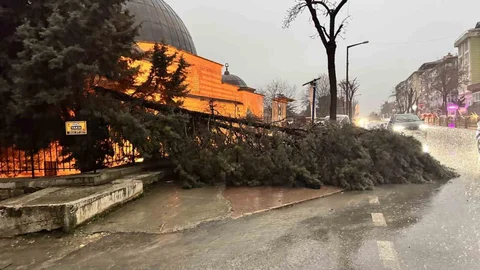 Edirne'de Fırtına Ağaçları Devrildi