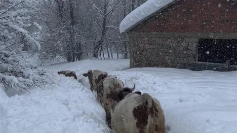 Tunceli'de Kar Kalınlığı 1,5 Metreyi Aştı