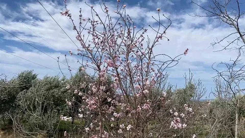 Yalancı Bahar, Manisa'da Badem Ağaçlarını Çiçek Açtırdı
