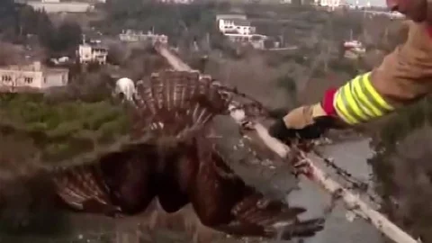 Şahin Kurtarıldı ve Doğaya Bırakıldı