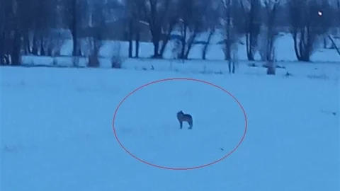 Bayburt'ta 3 Kurt Görüntülendi