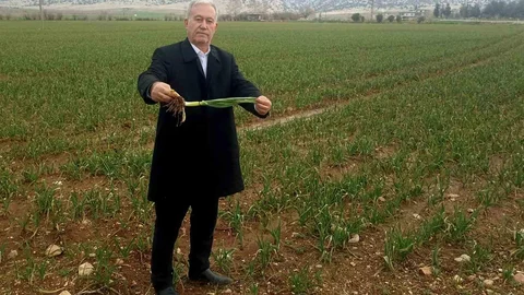 Gaziantep'te Sarımsak Üretimi Artacak