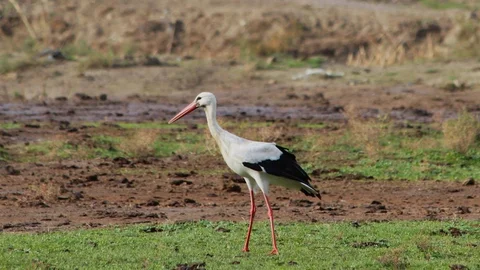 Aydın'da Leylek Gözlemi Yapıldı