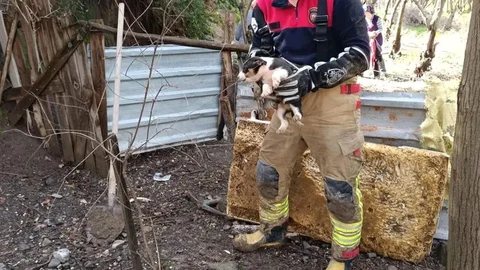 Hatay'da Yavru Köpekler Kurtarıldı