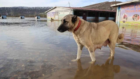 Sivas'ta Su Taşkını Sorunu Yaşandı