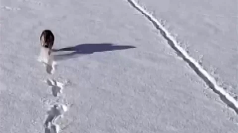 Kurtlar Karlı Arazide Görüntülendi