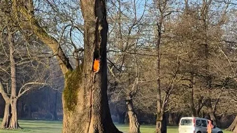 Düzce'de Ağaç Yangını Çıktı