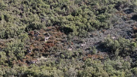 Tuzla'da Geyikler İlgi Çekiyor