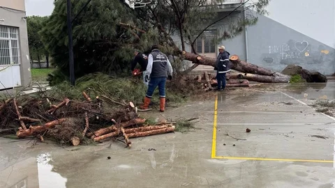 Aydın'da Fırtına Ağaçları Devrildi