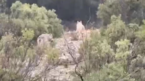 Menteşe'de Kurtlar Görüntülendi