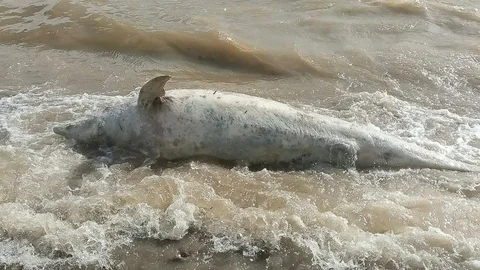 Ayvacık'ta Ölü Yunus Balığı Bulundu