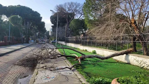 Aydın'da Çürüyen Ağaç Devrildi