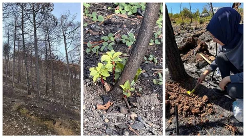 Karabük'te Yangın Sonrası Araştırma Projesi