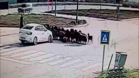 Hatay'da Otomobil Koyun Sürüsüne Çarptı