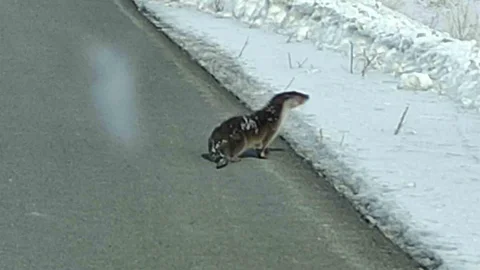 Nesli Tehlikede Su Samuru Yolda Gözlemlendi