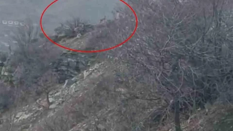 Diyarbakır'da Dağ Keçileri Görüntülendi