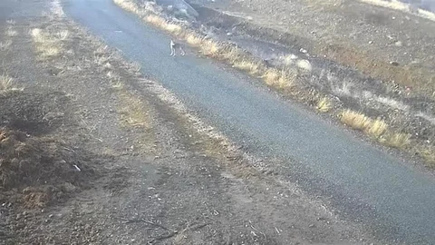 Elazığ'da Kurt Görüntülendi