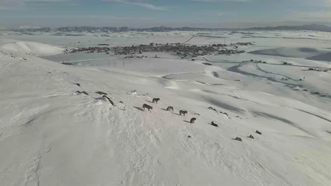 Karayazı’da Gündüz Kurt Sürüsü Görüntülendi