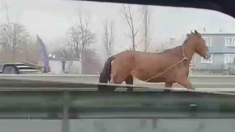 Başıboş At Trafikte Tehlike Yarattı