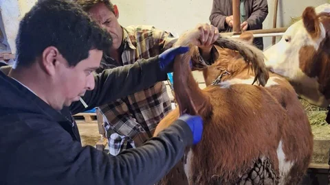 Emet'te Şap Sero-Surveyans Çalışmaları