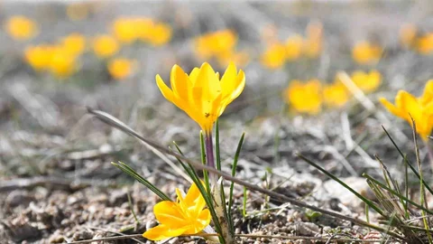 Yozgat'ta Çiğdemler Erken Açtı