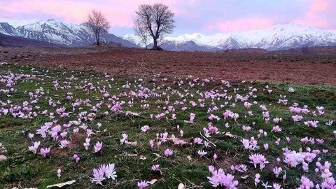Elazığ'da Çiğdemler Erken Açtı