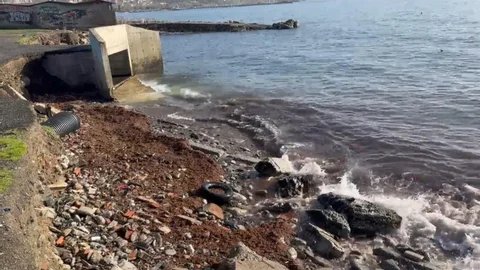 Tekirdağ Kıyılarında Kızıl Yosun Birikintisi