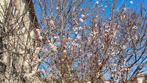 Afyonkarahisar'da Ağaçlar Çiçek Açtı