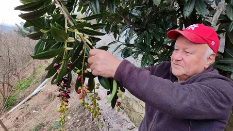 Giresun'da Ağaçlar Yanlış Bahar Yaşıyor