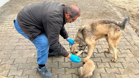 Yemek Artıkları Sokak Hayvanlarına Mama Oluyor